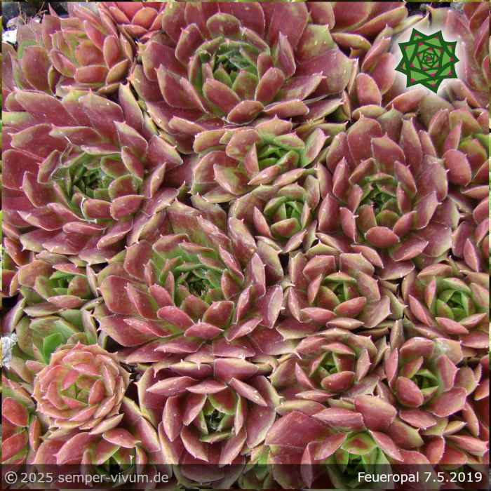 Sempervivum 'Feueropal'