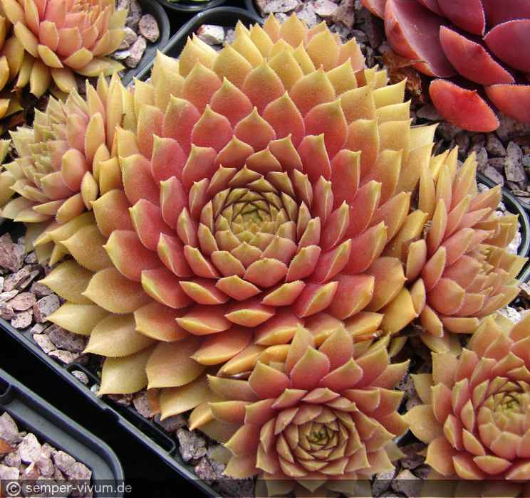 aufgenommen am 16.7.2017