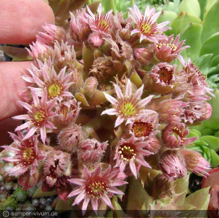 Blütenstand, aufgenommen am 18.6.2018