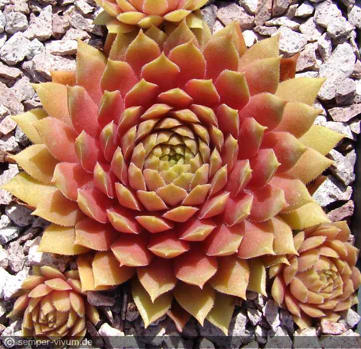 aufgenommen am 18.7.2017