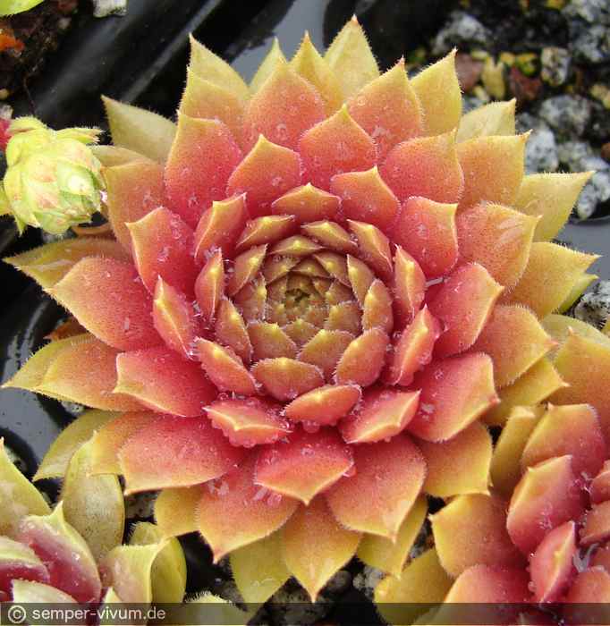 aufgenommen am 22.6.2015