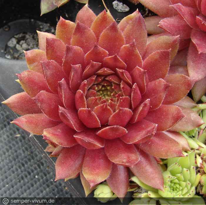 aufgenommen am 26.5.2014