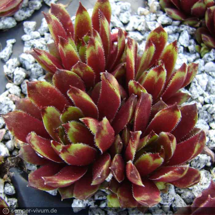 aufgenommen am 18.5.2019