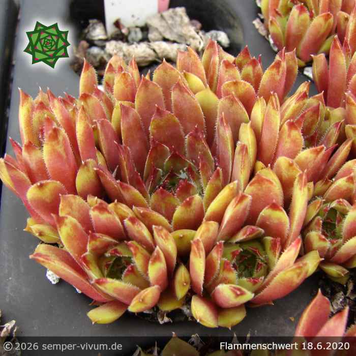 Sempervivum 'Flammenschwert'