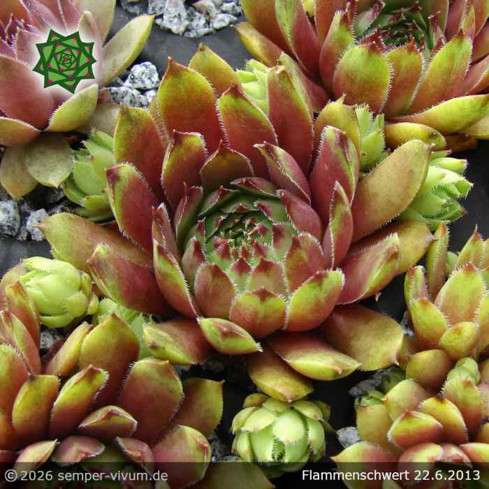 Sempervivum 'Flammenschwert'