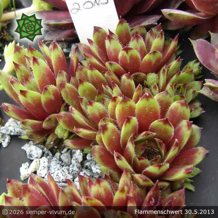 Sempervivum 'Flammenschwert'