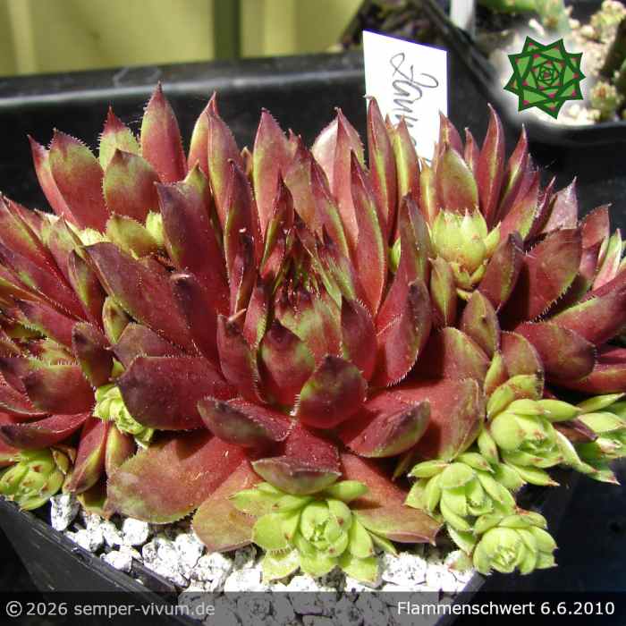 Sempervivum 'Flammenschwert'