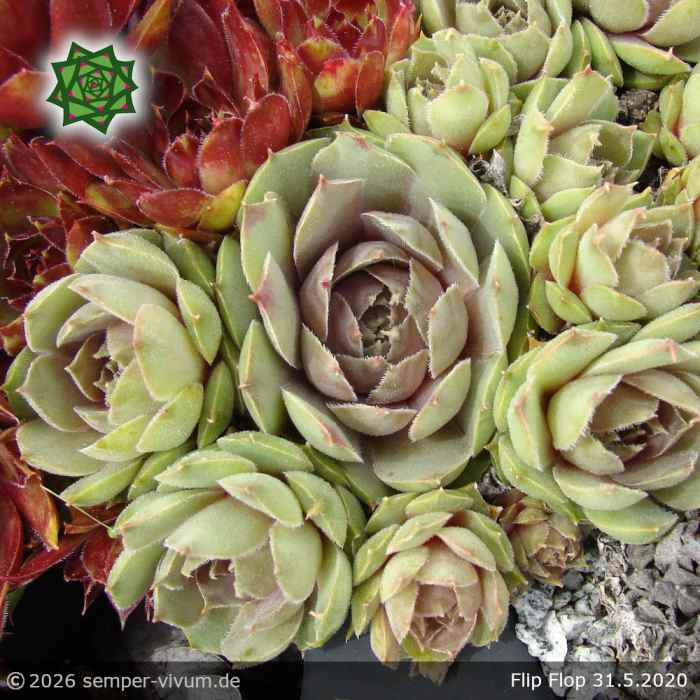 Sempervivum 'Flip Flop'