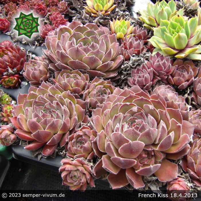 Sempervivum 'French Kiss'
