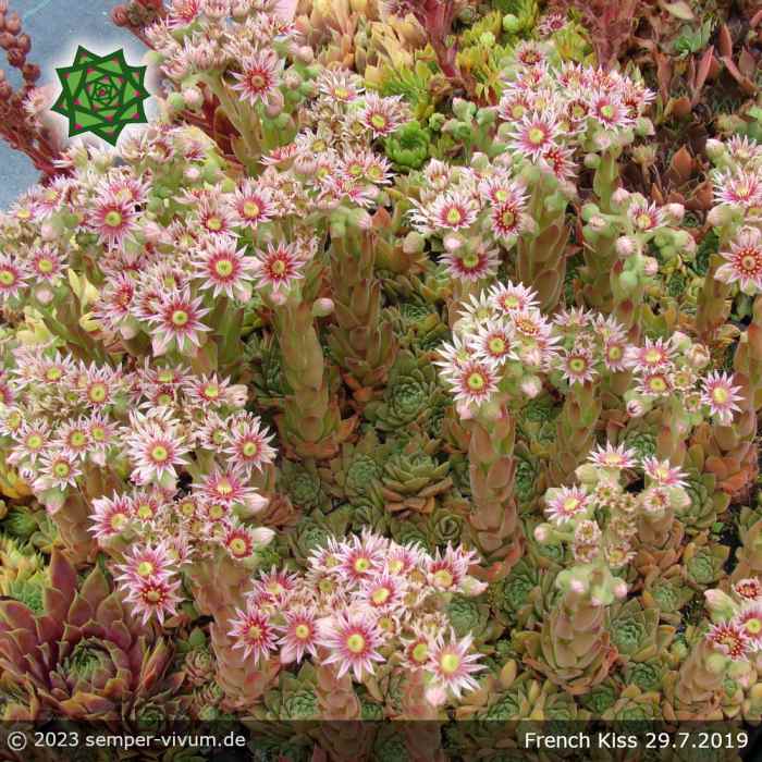 Sempervivum 'French Kiss'