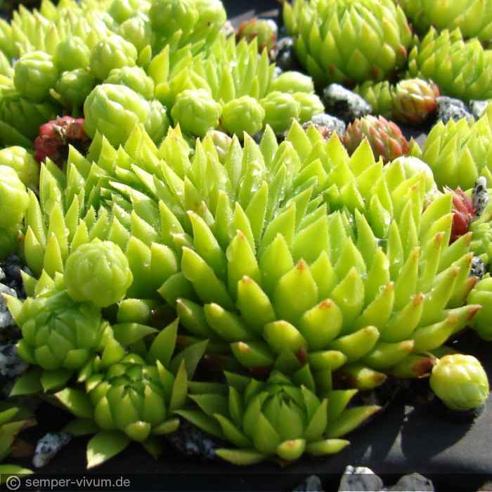 aufgenommen am 1.6.2015