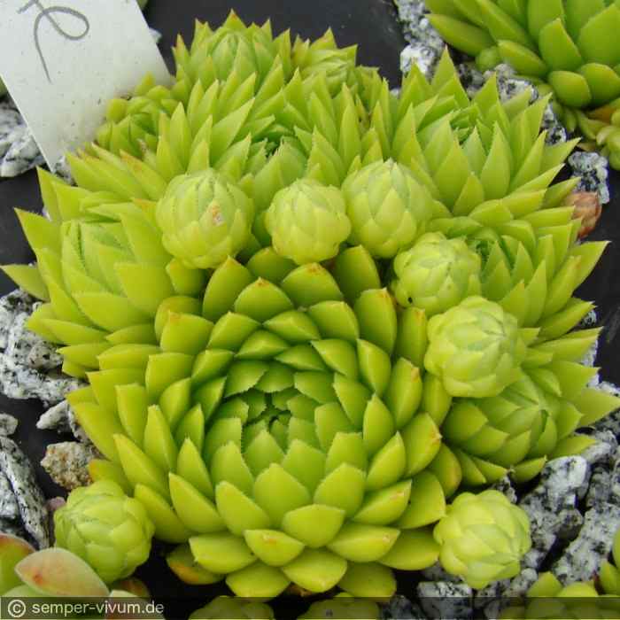 aufgenommen am 15.6.2015