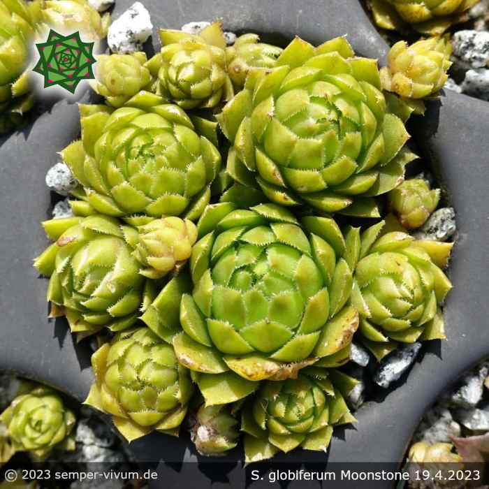 Sempervivum globiferum 'Moonstone'