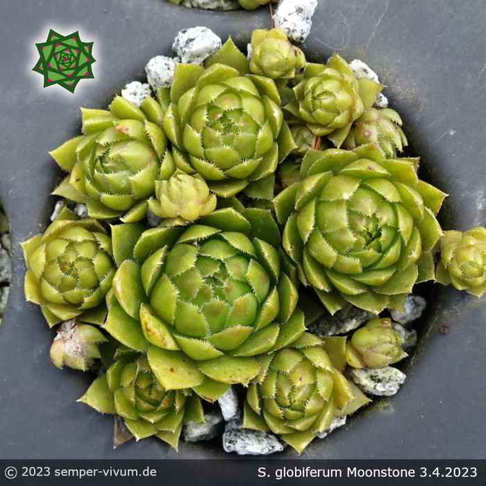 Sempervivum globiferum 'Moonstone'