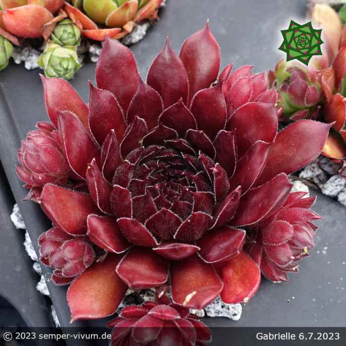 Sempervivum 'Gabrielle'