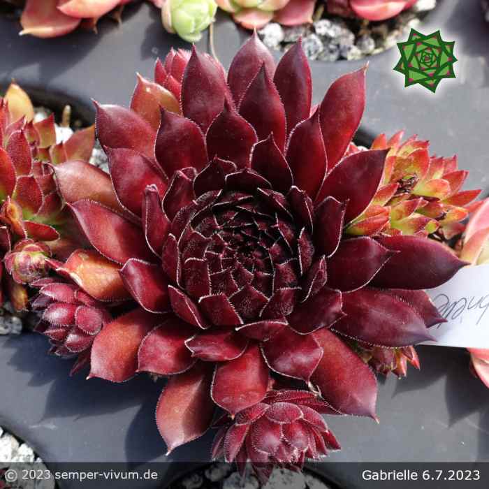 Sempervivum 'Gabrielle'