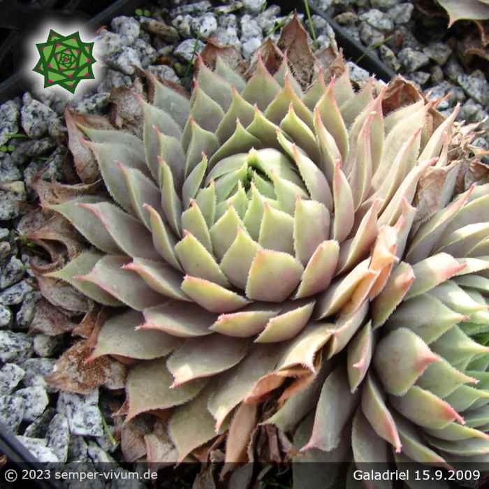 Sempervivum 'Galadriel'