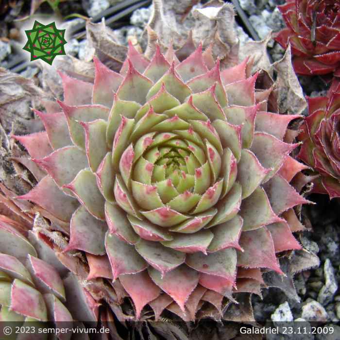 Sempervivum 'Galadriel'