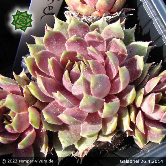 Sempervivum 'Galadriel'