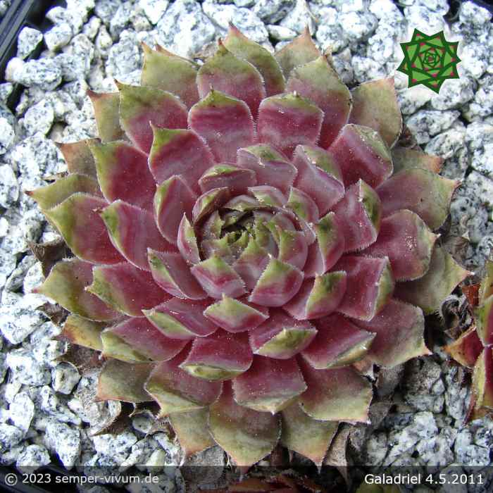 Sempervivum 'Galadriel'