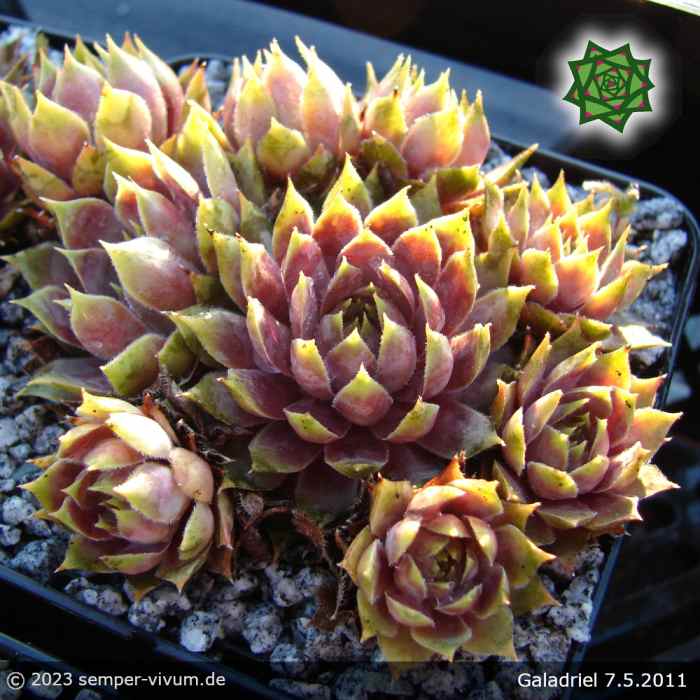Sempervivum 'Galadriel'