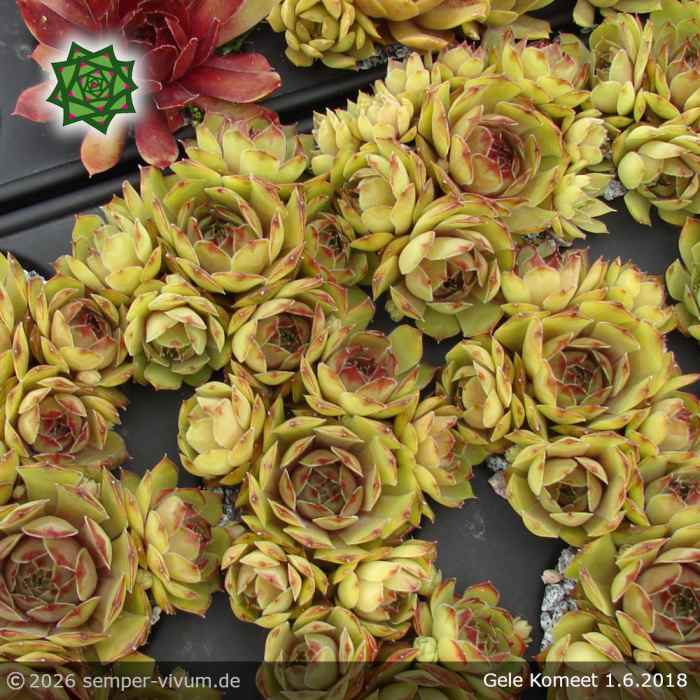 Sempervivum 'Gele Komeet'