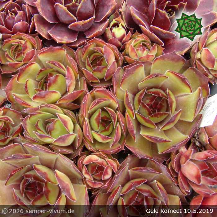 Sempervivum 'Gele Komeet'