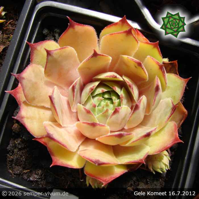 Sempervivum 'Gele Komeet'