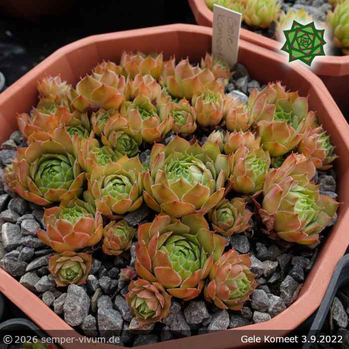 Sempervivum 'Gele Komeet'