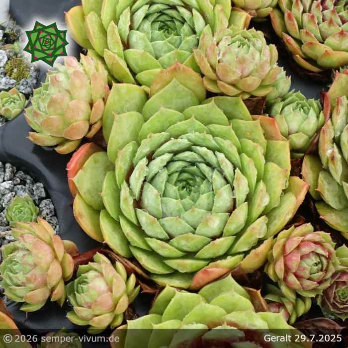 Sempervivum 'Geralt'