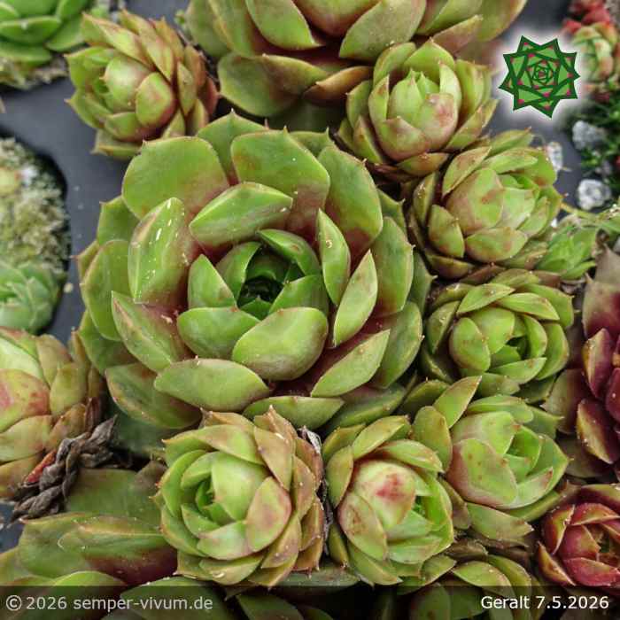 Sempervivum 'Geralt'