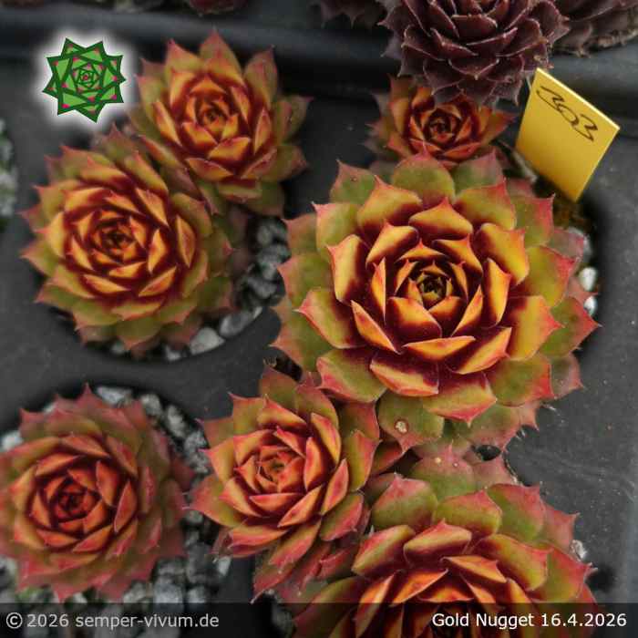 Sempervivum 'Gold Nugget' Chick Charms®