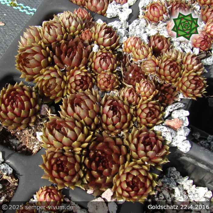 Sempervivum 'Goldschatz'