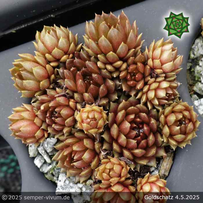 Sempervivum 'Goldschatz'