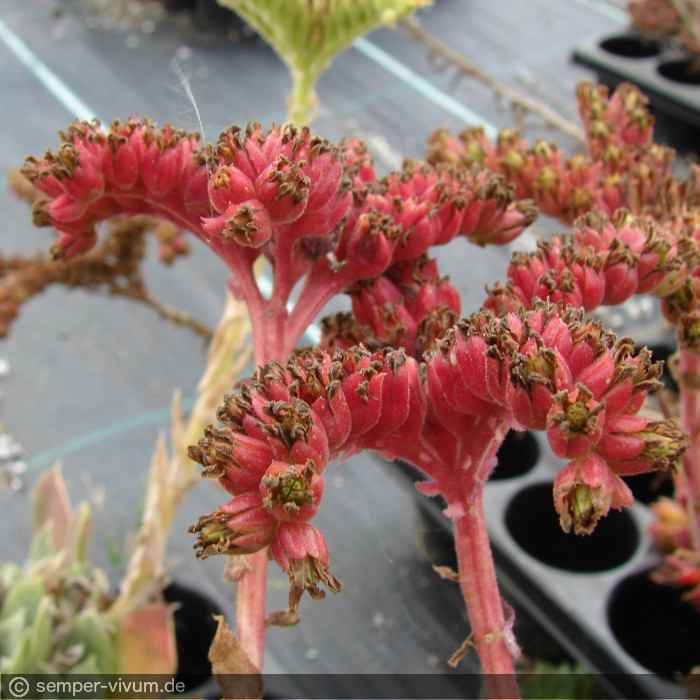 ein heranreifender Samenstand in auffallend roter Farbe am 11.8.2012