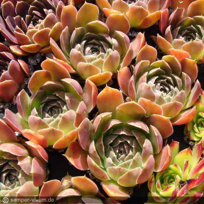 aufgenommen am 16.6.2014