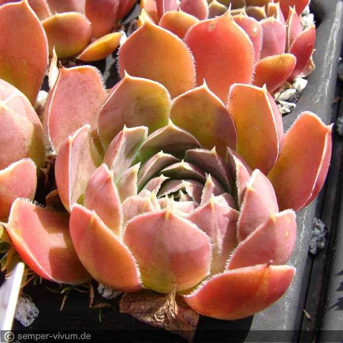 aufgenommen am 19.6.2014