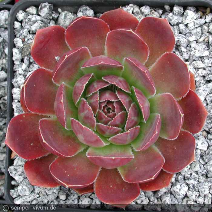 aufgenommen am 9.6.2005