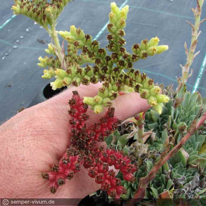 ein heranreifender Samenstand in auffallend roter Farbe (unten) am 11.8.2012 im Vergleich zur typischen Färbung bei Sempervivum heuffelii glabrum ex SOKOL PH235 (oben)