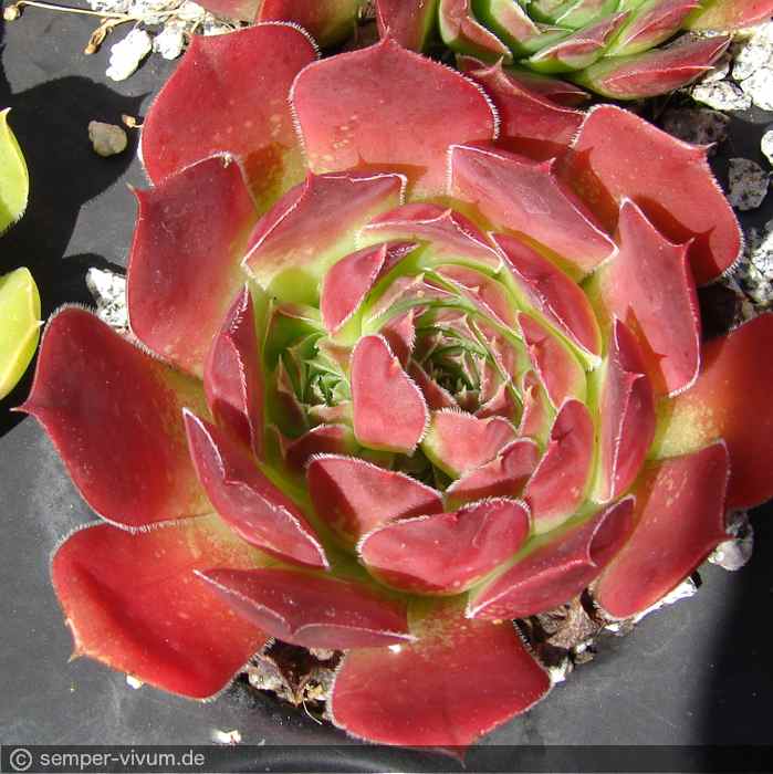 aufgenommen am 4.7.2016