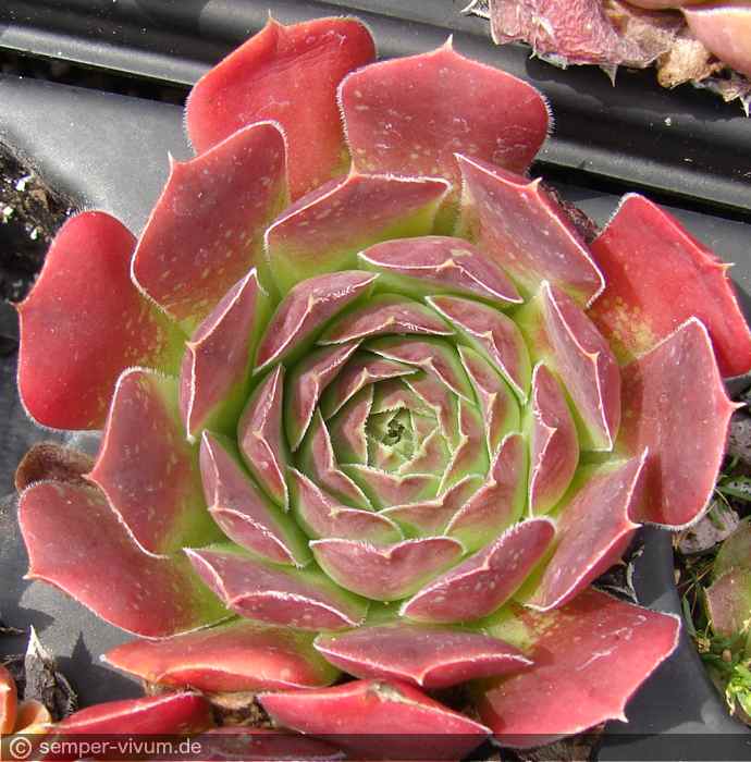 aufgenommen am 4.7.2018