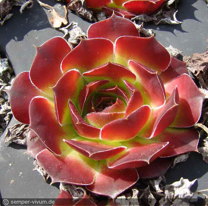 aufgenommen am 5.5.2017