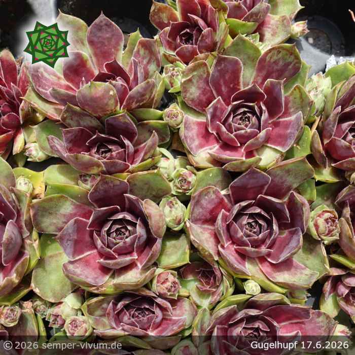 Sempervivum 'Gugelhupf'