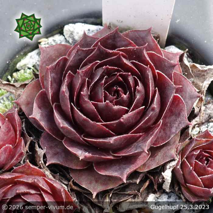 Sempervivum 'Gugelhupf'