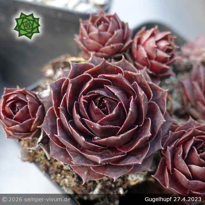 Sempervivum 'Gugelhupf'