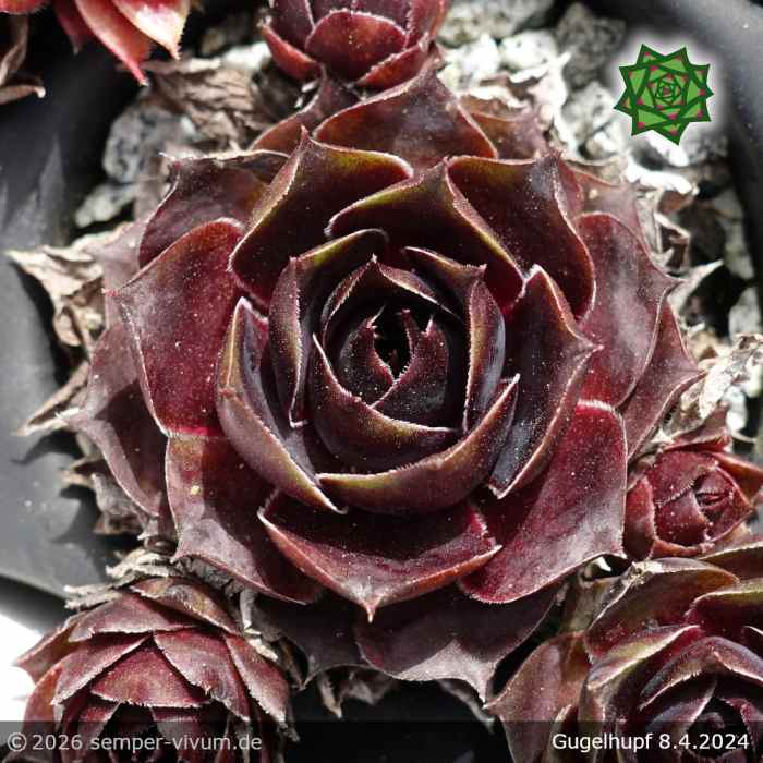 Sempervivum 'Gugelhupf'