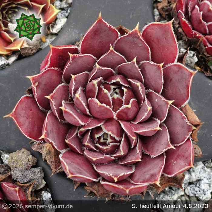 Sempervivum heuffelii 'Amour'