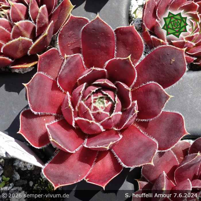 Sempervivum heuffelii 'Amour'