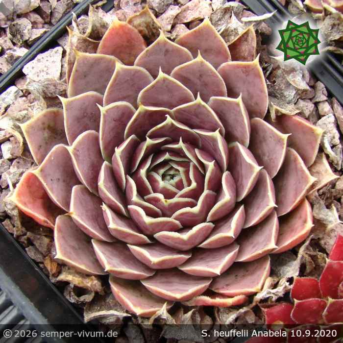 Sempervivum heuffelii 'Anabela'