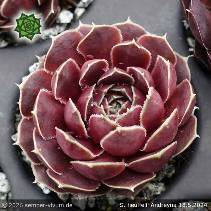 Sempervivum heuffelii 'Andreyna'